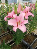 [4491 PO79 LUN 3174 No01.JPG]